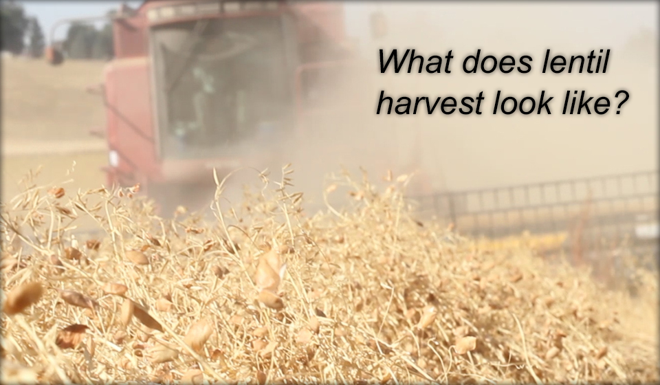 What does lentil harvest look like?